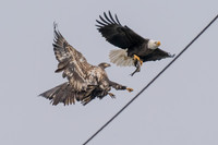Bald eagles fight for fish
