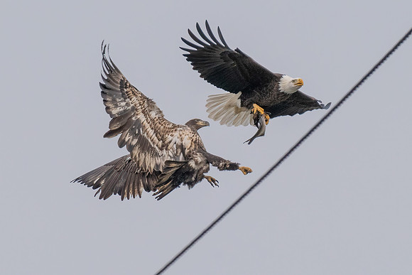 Bald eagles fight for fish