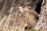 Groundhog