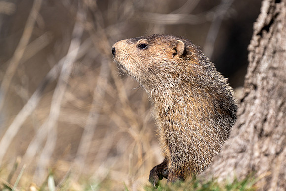 Groundhog
