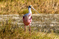 Roaseate Spoonbill