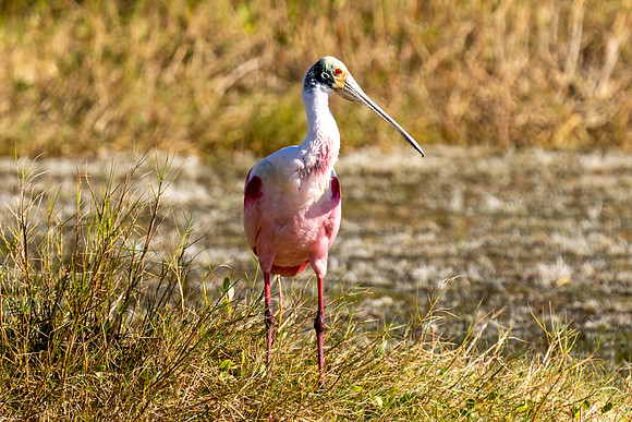 Roaseate Spoonbill