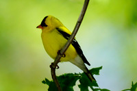 American Goldfinch