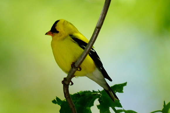 American Goldfinch