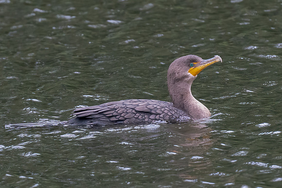 Double-crested Cormorant