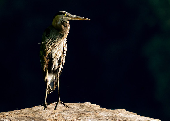 Great Blue Heron