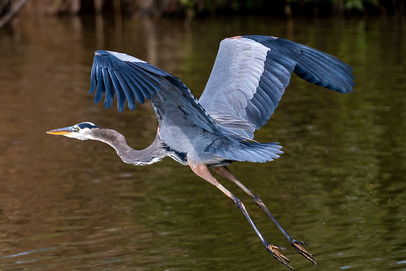Great Blue Heron