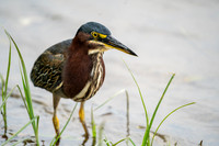 Green Heron