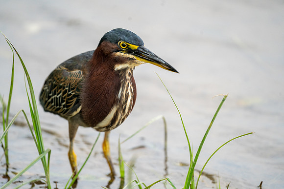 Green Heron