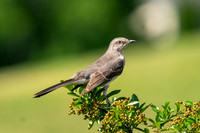Northern Mockingbird
