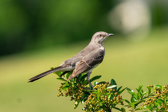 Northern Mockingbird