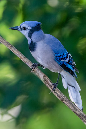 Bluejay