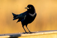Boat-tailed Grackle