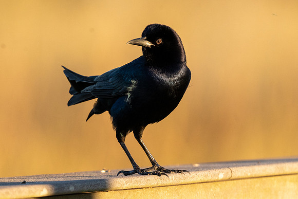Boat-tailed Grackle