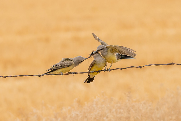 Western Kingbirds