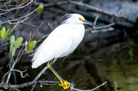 Egrets