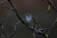 White-throated Sparrow