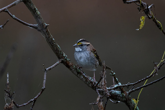 White-throated Sparrow