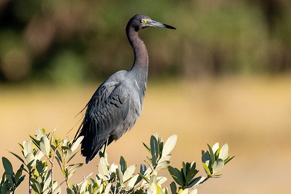 Little Blue Heron