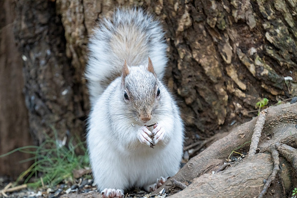 White Squirrel