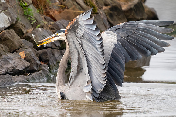 Great Blue Heron