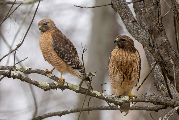 Red-shouldered Hawk couple
