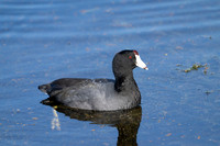American Coots