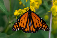 Monarch
