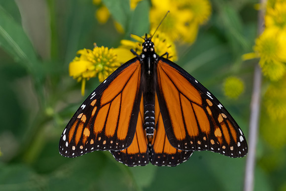Monarch