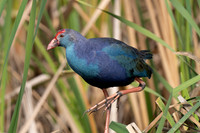 Purple Gallinule