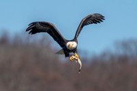 Bald Eagle Fishing