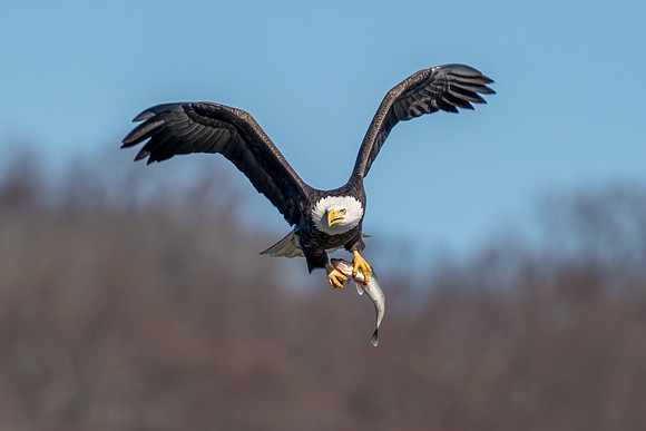 Bald Eagle Fishing