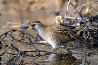Sora Rail