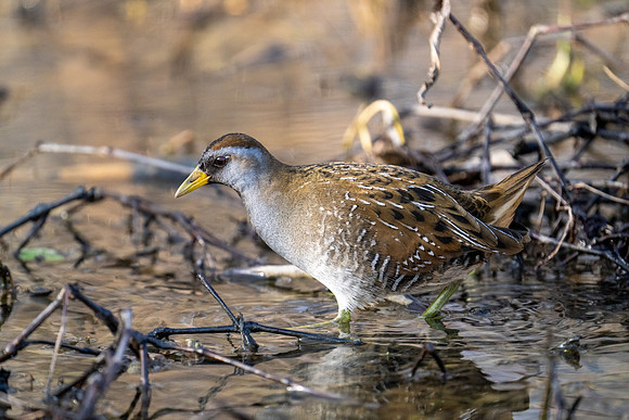 Sora Rail