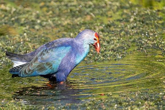 Purple Gallinule