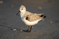 Sanderling