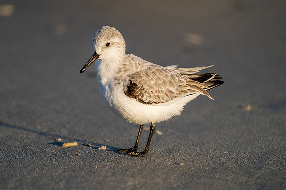Sanderling