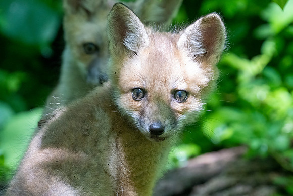 red fox kits