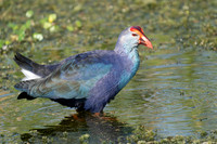Purple Gallinule