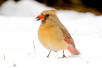 Cardinals