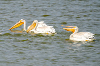 American White Pelican