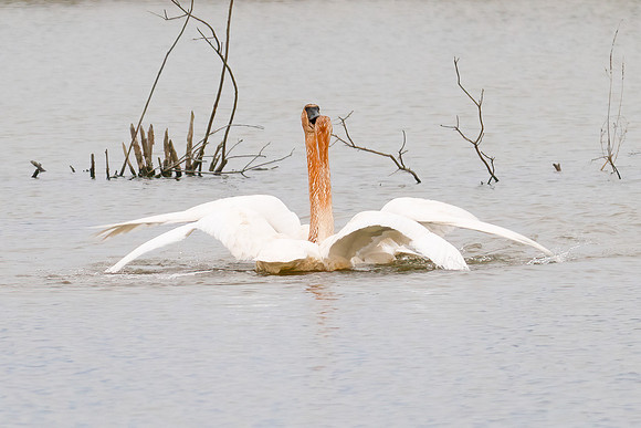 Hugging trumpeter swans