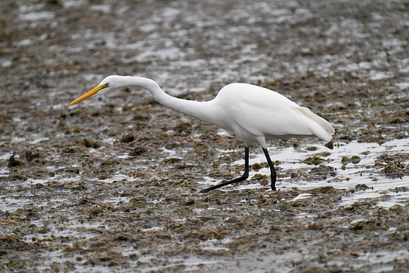 Great Egret