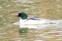 Male Common Merganser
