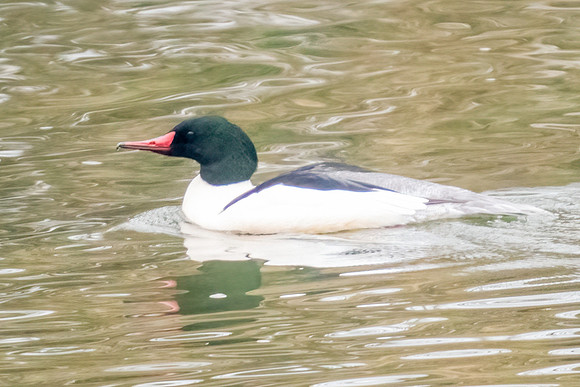 Male Common Merganser
