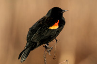 Red-winged blackbird