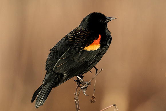 Red-winged blackbird