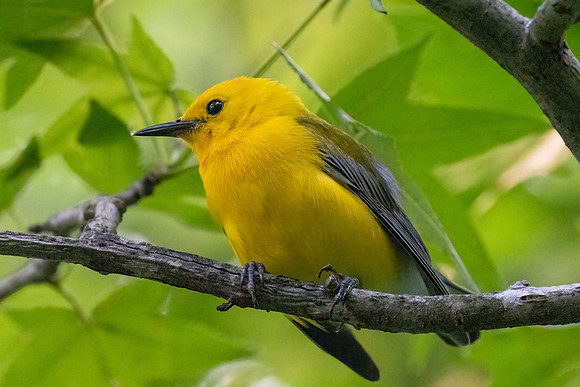 Prothonotary Warbler