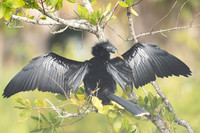 Anhinga