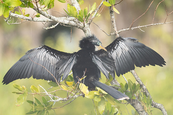 Anhinga